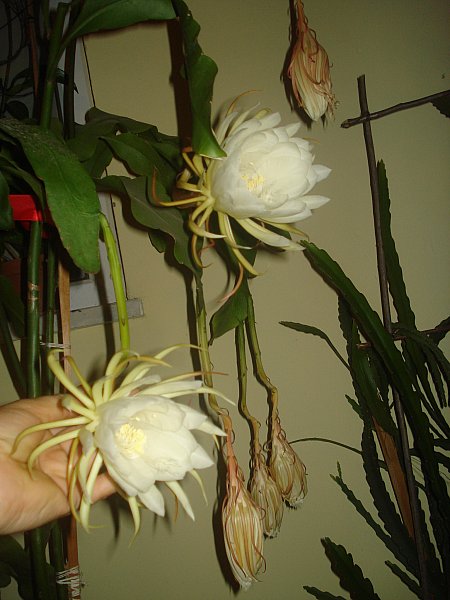 Name:  DSC07066.jpg
Views: 1149
Size:  55.9 KB
