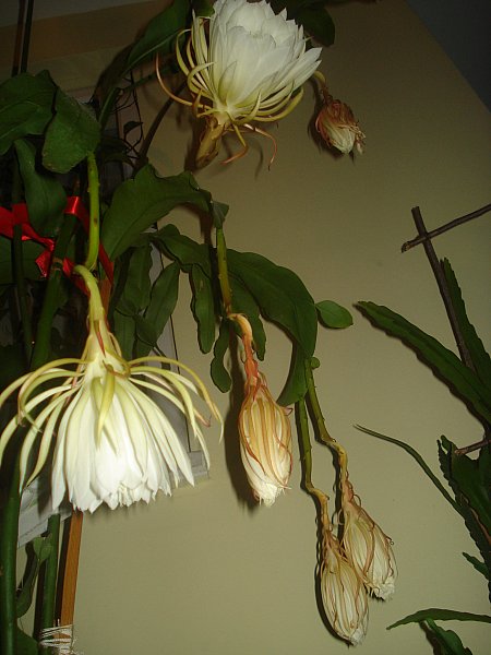 Name:  DSC07068.jpg
Views: 1055
Size:  51.3 KB