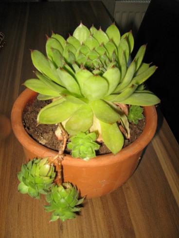 Name:  008.jpg
Views: 778
Size:  26.1 KB