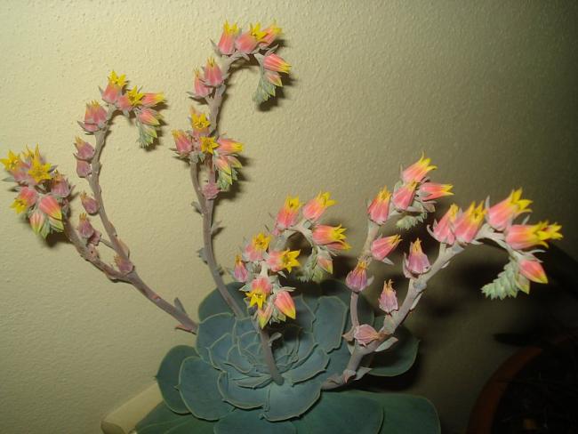 Name:  DSC07101.jpg
Views: 1003
Size:  41.7 KB