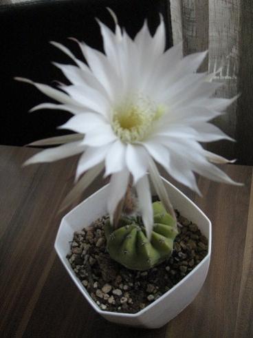 Name:  006.jpg
Views: 713
Size:  23.0 KB