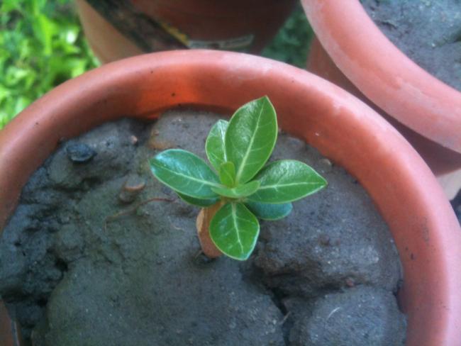 Name:  adenium kk.jpg
Views: 513
Size:  36.6 KB