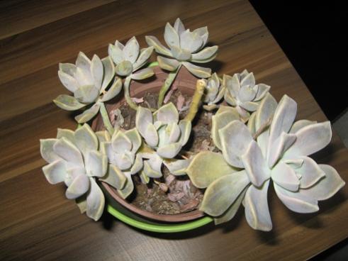 Name:  003.jpg
Views: 561
Size:  28.0 KB