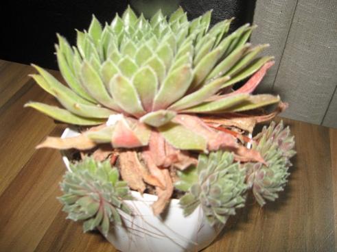 Name:  004.jpg
Views: 523
Size:  29.7 KB
