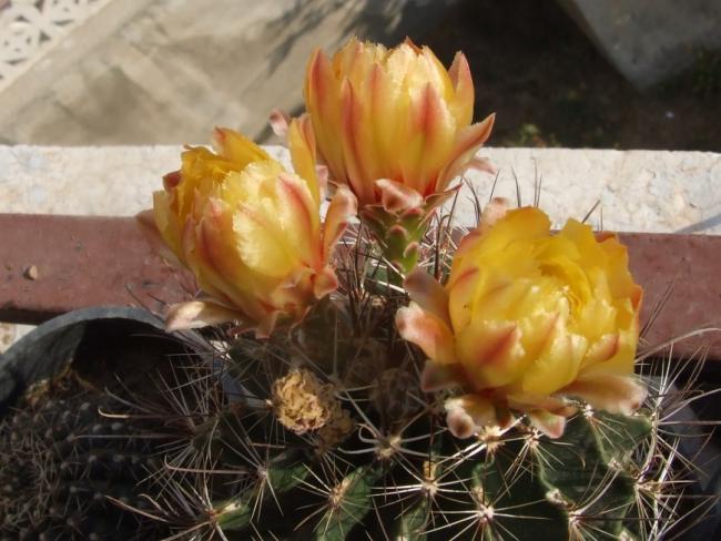 Name:  DSCF3657.jpg
Views: 1056
Size:  49.0 KB