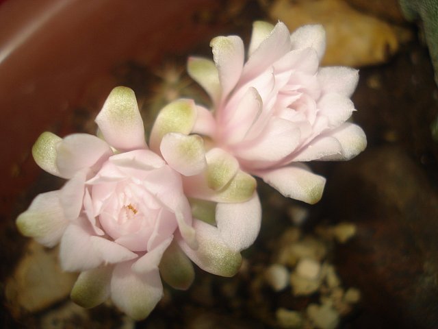Name:  DSC07173.jpg
Views: 1116
Size:  37.5 KB