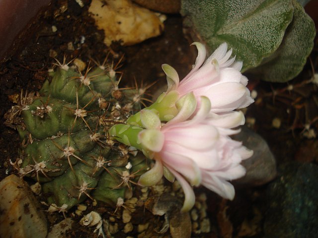 Name:  DSC07174.jpg
Views: 1099
Size:  62.7 KB