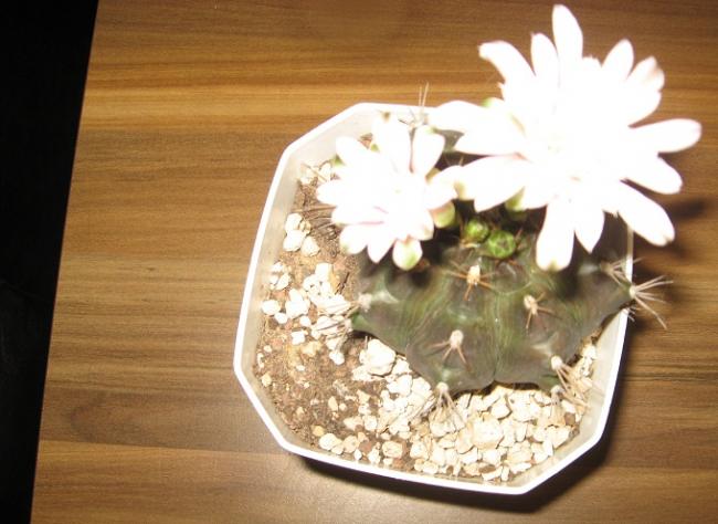 Name:  004.jpg
Views: 423
Size:  43.8 KB
