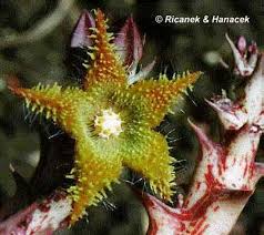 Name:  (Caralluma dummeri).jpg
Views: 982
Size:  11.6 KB