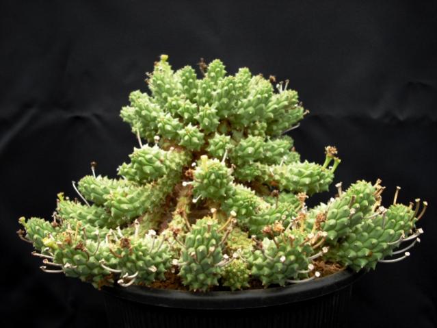Name:  euphorbia ramiglans1.jpg
Views: 364
Size:  42.2 KB