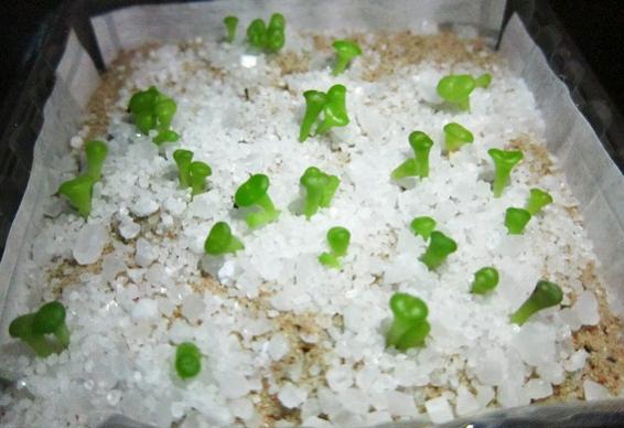 Name:  frithia pulchra1.jpg
Views: 319
Size:  36.2 KB