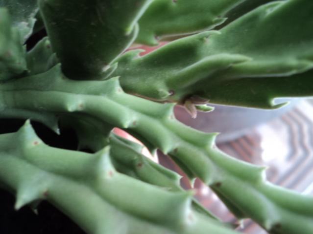 Name:  DSC03391.jpg
Views: 436
Size:  27.9 KB