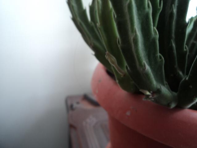 Name:  DSC03394.jpg
Views: 413
Size:  18.8 KB