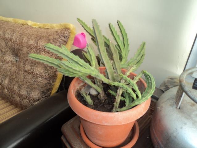 Name:  DSC03401.jpg
Views: 455
Size:  38.5 KB
