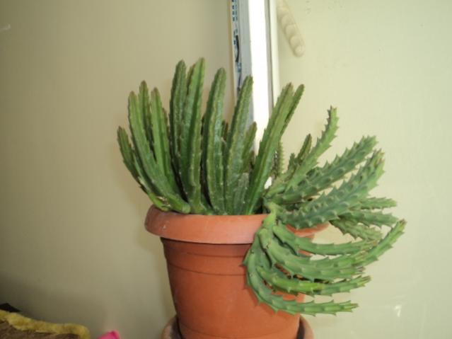 Name:  DSC03402.jpg
Views: 423
Size:  25.5 KB