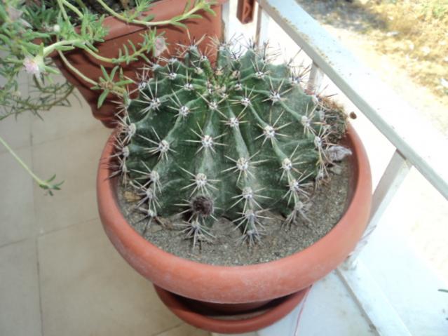 Name:  DSC03450.jpg
Views: 470
Size:  44.7 KB