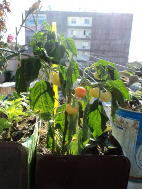 Name:  DSC03470.jpg
Views: 411
Size:  47.7 KB
