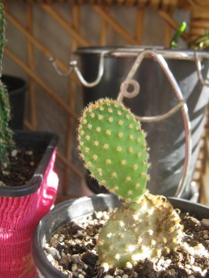 Name:  opuntia microdays.jpg
Views: 1580
Size:  36.2 KB