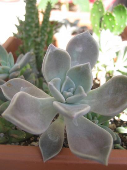 Name:  graptopetalum.jpg
Views: 1416
Size:  25.4 KB