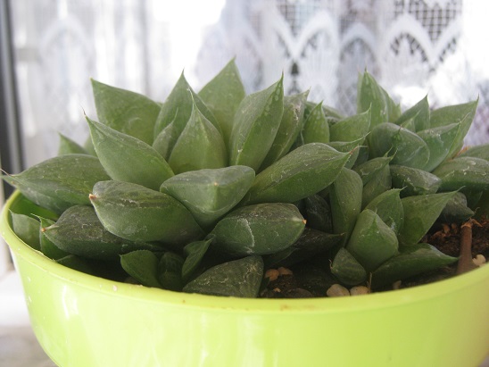 Name:  haworthia.jpg
Views: 1421
Size:  69.7 KB