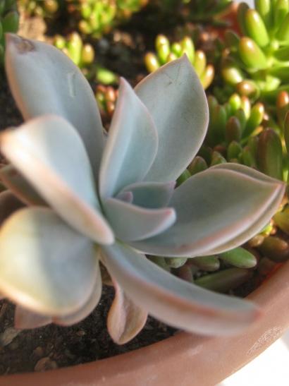 Name:  s.rubrotinctum-graptopetalum.jpg
Views: 1420
Size:  26.1 KB