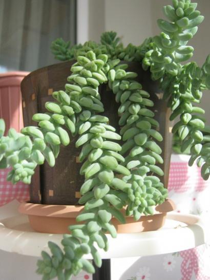 Name:  sedum burrito.jpg
Views: 1449
Size:  35.5 KB