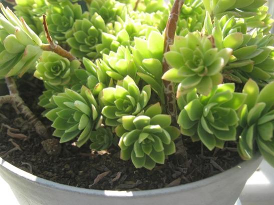 Name:  sedum palmeri.jpg
Views: 1479
Size:  38.7 KB