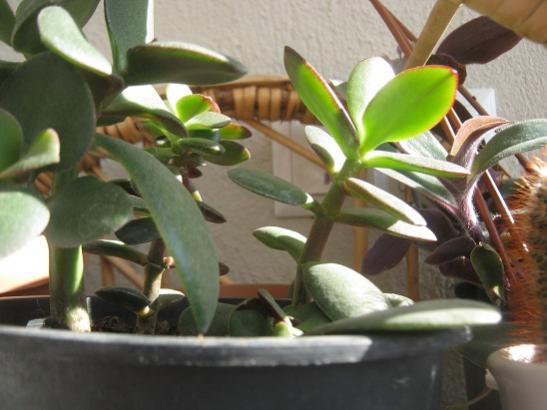Name:  crassula ovata.jpg
Views: 1400
Size:  33.2 KB