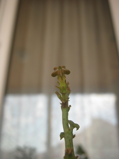 Name:  ceropegia sandersonii.jpg
Views: 1415
Size:  55.7 KB