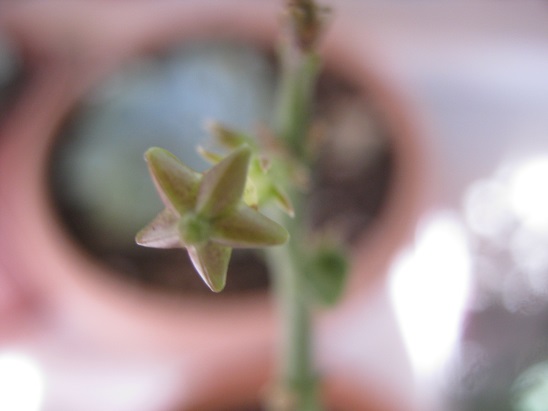 Name:  ceropegia s..jpg
Views: 1387
Size:  39.7 KB