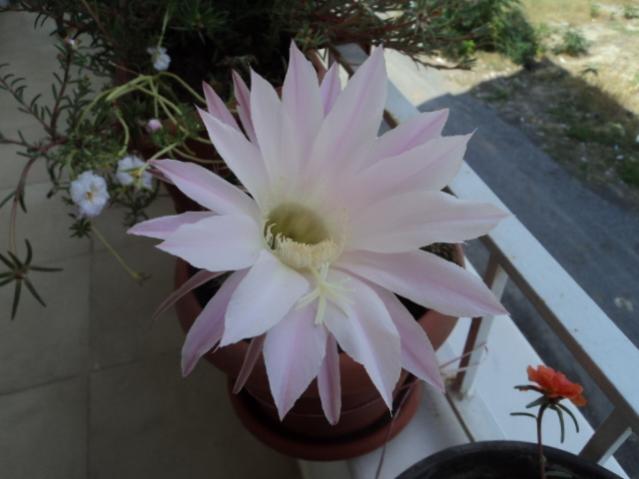 Name:  DSC03496.jpg
Views: 503
Size:  32.7 KB