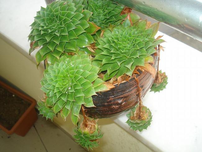 Name:  DSC07263.jpg
Views: 1308
Size:  49.9 KB