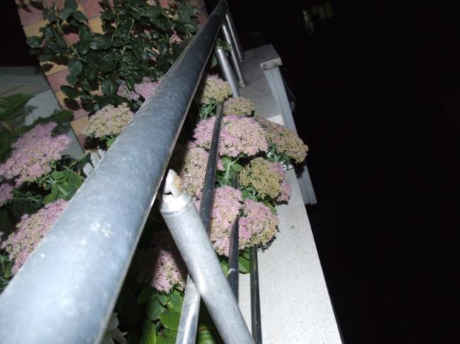 Name:  DSCF5320.jpg
Views: 959
Size:  38.6 KB