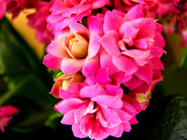 Name:  IMG_77122.jpg
Views: 867
Size:  40.8 KB