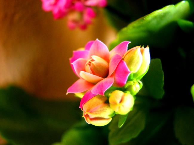 Name:  IMG_77162.jpg
Views: 888
Size:  28.0 KB