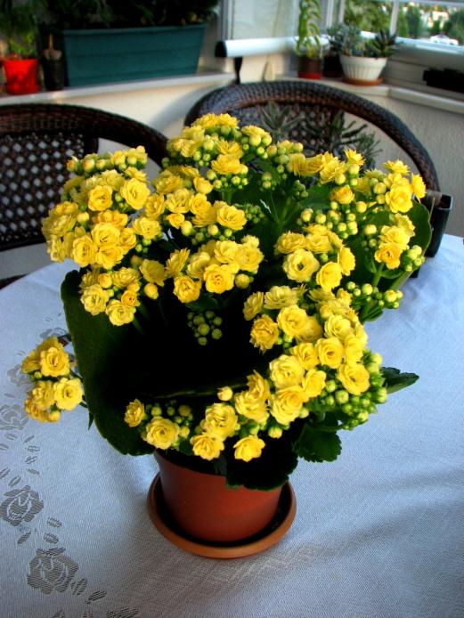 Name:  IMG_04962.jpg
Views: 944
Size:  74.5 KB