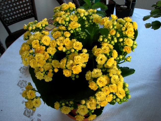 Name:  IMG_05032.jpg
Views: 1218
Size:  61.6 KB