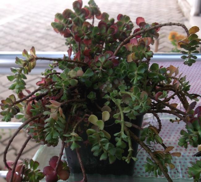 Name:  DSCF6195.jpg
Views: 1333
Size:  60.7 KB