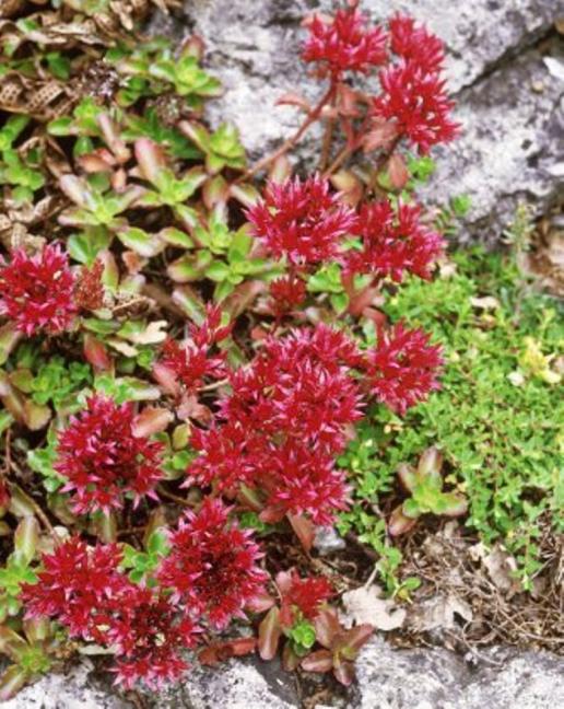 Name:  carter-brian-sedum-spurium-schorbusser-blut.jpg
Views: 1591
Size:  80.1 KB