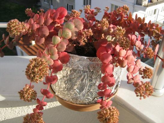 Name:  sedum sieboldii.jpg
Views: 1568
Size:  47.0 KB
