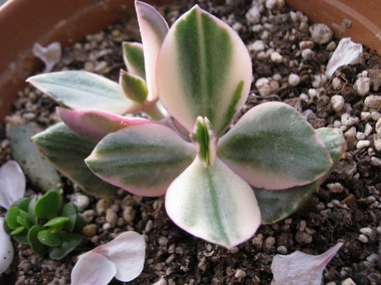 Name:  crassula ovata variegata.jpg
Views: 1579
Size:  39.7 KB