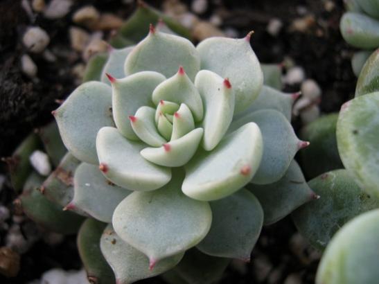 Name:  graptoveria titubans.jpg
Views: 1697
Size:  26.2 KB