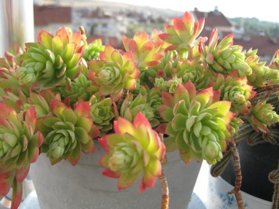 Name:  sedum palmeri.jpg
Views: 1747
Size:  37.0 KB