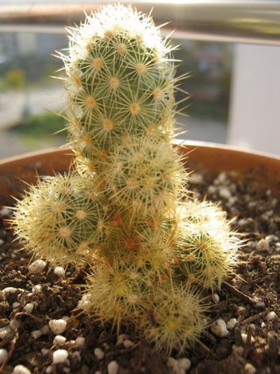 Name:  mammillaria elongata.jpg
Views: 1463
Size:  45.0 KB