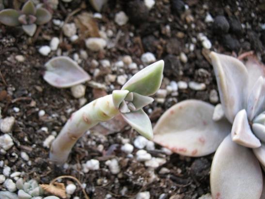 Name:  graptopetalum1.jpg
Views: 1506
Size:  36.9 KB