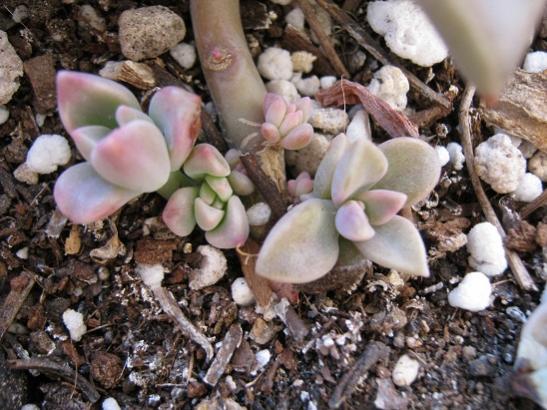 Name:  graptopetalum yavru.jpg
Views: 1761
Size:  52.0 KB
