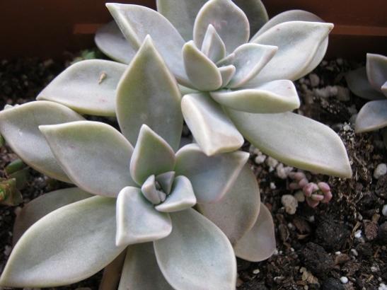 Name:  graptopetalum- salam.jpg
Views: 1553
Size:  33.1 KB
