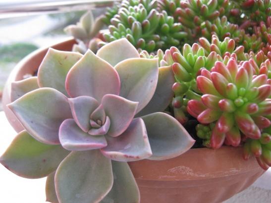 Name:  graptopetalum.jpg
Views: 1512
Size:  32.8 KB