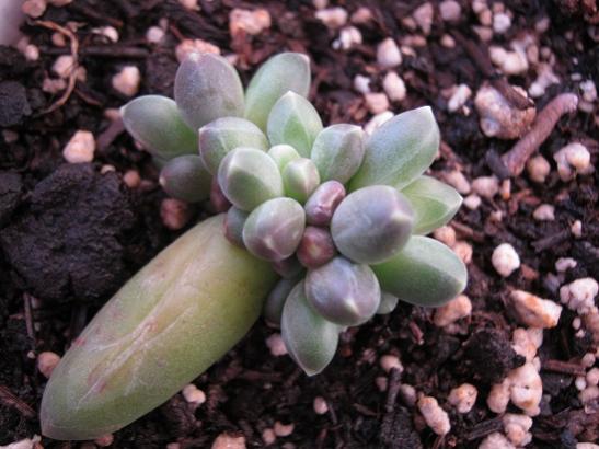 Name:  chyphytum compactum.jpg
Views: 1361
Size:  40.1 KB