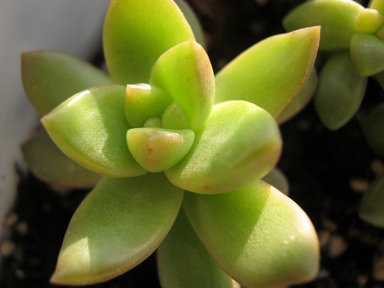 Name:  echeveria derenbergii.jpg
Views: 1430
Size:  64.1 KB